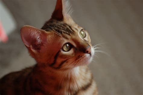You also aren't going to find mixes with bengal. How to Care for a Bengal Cat | PetHelpful