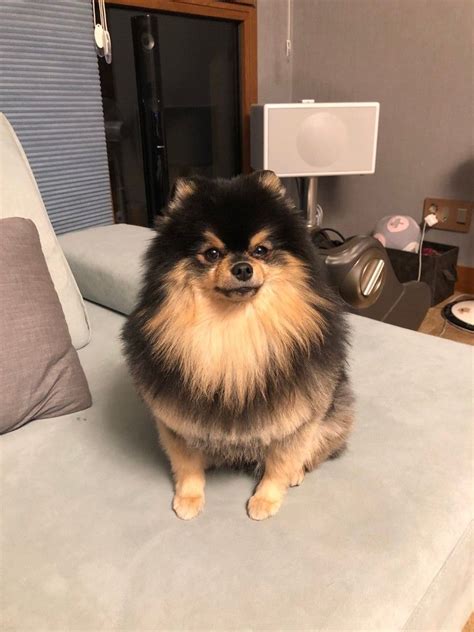 Yeontan V Taehyung BTS Собачки Милые щенки Щенки