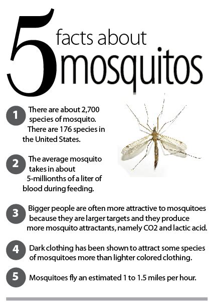 Avoid Mosquito Bites And Get Rid Of Them In Summer In Malaga