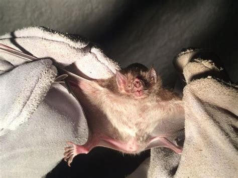 Blood Sucking Vampire Bats Invade Brazil One Dead Dozens Fight Rabies