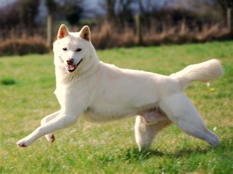 The Jindo Dog Your Complete Guide To Koreas 53rd National Treasure