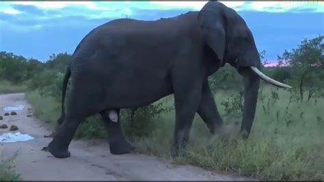 The Largest Elephant On Earth Caught On Camera Elephant World Youtube