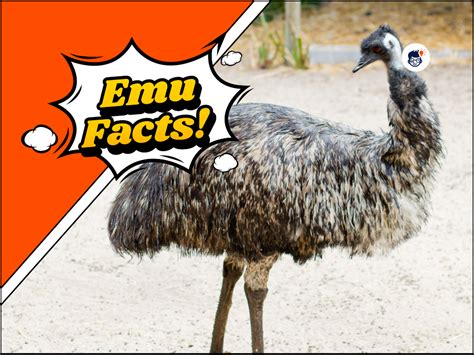 18 Fascinating Emu Facts The Flightless Birds Of Australia