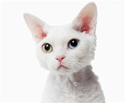 White Cat Breeds Purrfect Cat Breeds