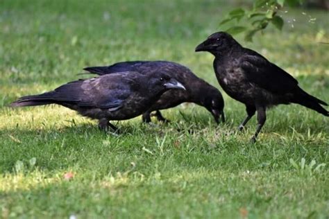 How To Attract Crows To Your Backyard Expert Tips Learn Bird Watching