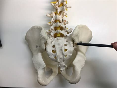 Sacroiliac Joint Image North Lakes Chiropractic