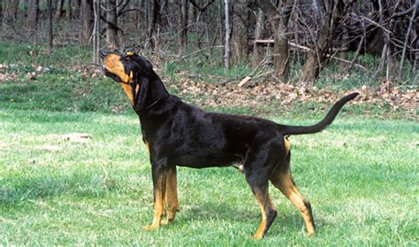 Black And Tan Coonhound Dog Breed Information Vetstreet Vetstreet