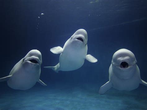 Animals Of The World Beluga Whale