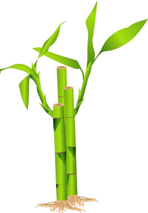 Bamboo 竹に関する 以上の無料イラスト Pixabay
