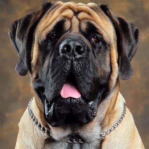 English Mastiff One Of The Largest Dogs