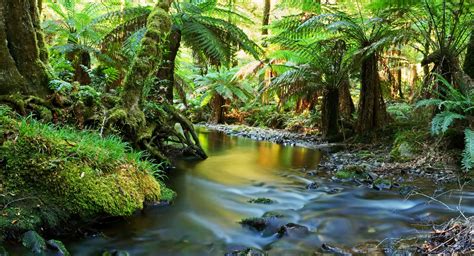 We did not find results for: The Peaceful Planet Rainforests - The Peaceful Planet