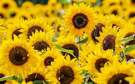 Flores amarillas Por qué se regalan el de marzo y significado Grupo Milenio