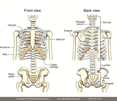 Anatomically correct chest ribcage isolated on white background. Flashcards - Anatomy/Physiology 310 Exam 2 - What role ...