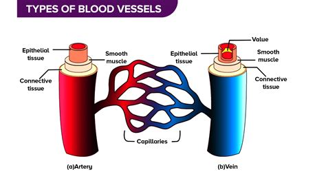 What Are The Types Of Blood Vessels
