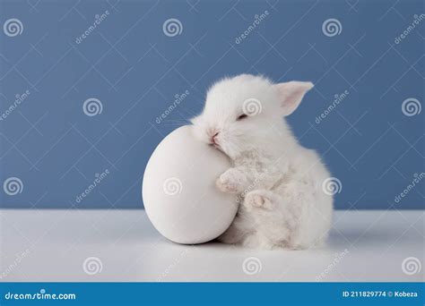 Baby Rabbit Sleeping On White Easter Egg Stock Photo Image Of