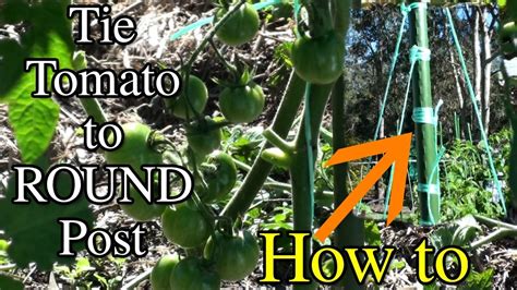 How To Tie A Tomato Plant To A Round Post Or Stake Tomato Plants