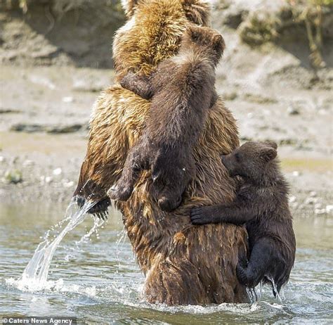 Bear Cubs Cling To Their Mothers Back As She Carries Them Safely