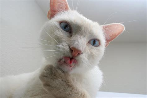 Cat Got Your Tongue By Phlezk On Deviantart