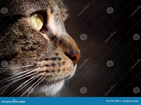 Side View Of Tabby Cat S Face Stock Photo Image Of Beautiful Camera