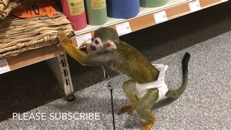 Squirrel Monkey In Pet At Home Uk Youtube