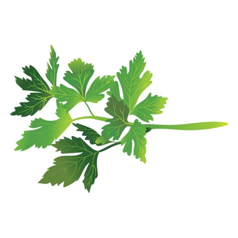Parsley Png 10 Free Cliparts Download Images On Clipground 2021