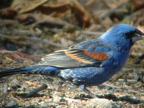 Rare Sightings In Spring Bird Count Local News Daily