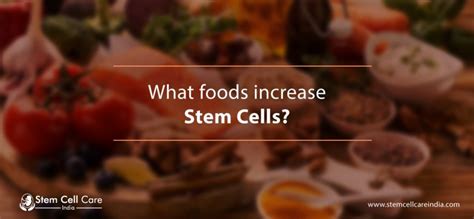 What Foods Increase Stem Cells
