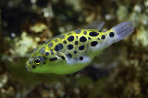 Green Spotted Puffer Care Aquarium Setup And Feeding Guide