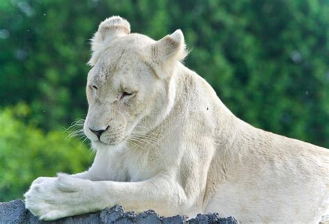 Image Of A Funny White Lion Trying Not To Sleep Stock Photo Image Of