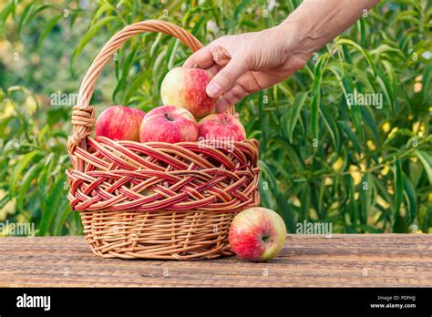 farmer hand is holding picked red apple and putting it in wicker basket basket full of ripe