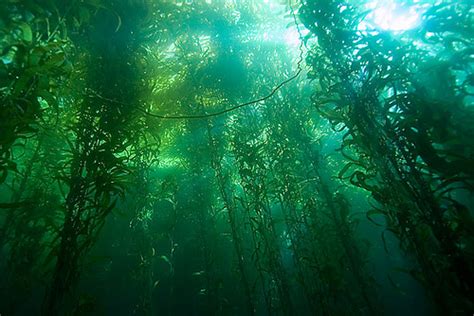 ~kelp Forest~ Oceans Photo 34416311 Fanpop