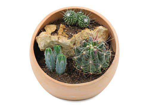 Round Terracotta Pot With Three Planted Cacti In A Stone Landscape