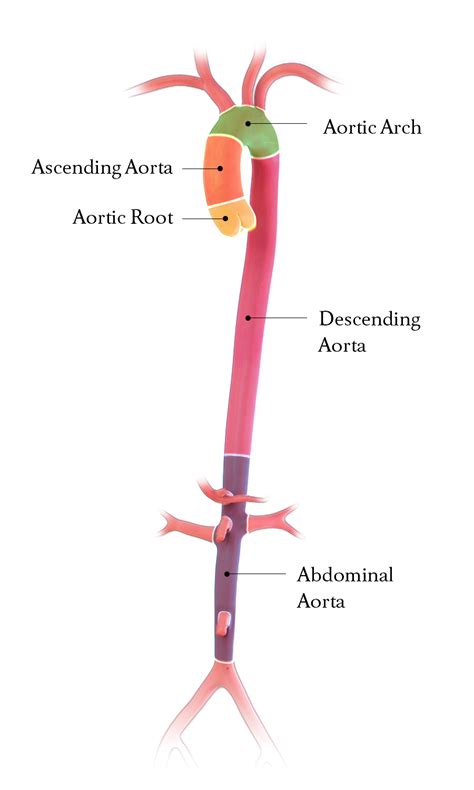 Descending Aorta Anatomy