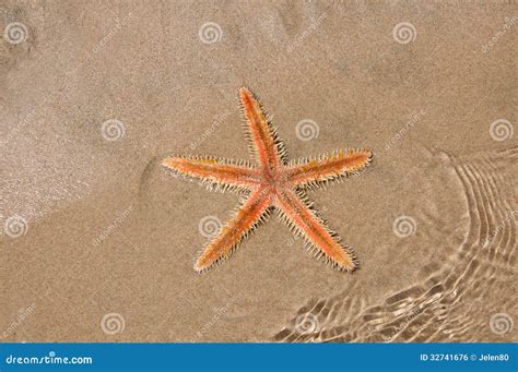 Live Sea Star In The Sand Stock Photo Image Of Season 32741676