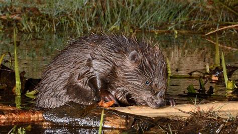 Beavers Win Protection Scotland The Times