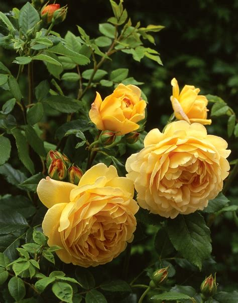 Ten Most Fragrant English Roses To Beautify Your Gardens This Year A