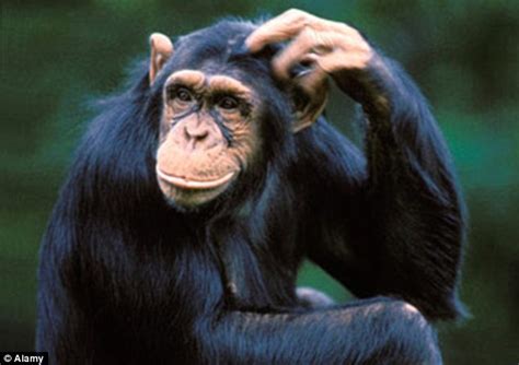 Chimps Share A Common Ancestor Who Lived One Million Years Ago Daily