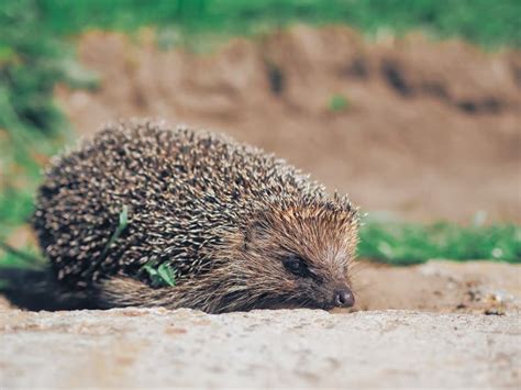Hedgehog Traveling At The Green Grass Stock Image Image Of Landscape