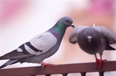 Free Images Natrual Bird Vertebrate Beak Stock Dove Pigeons And