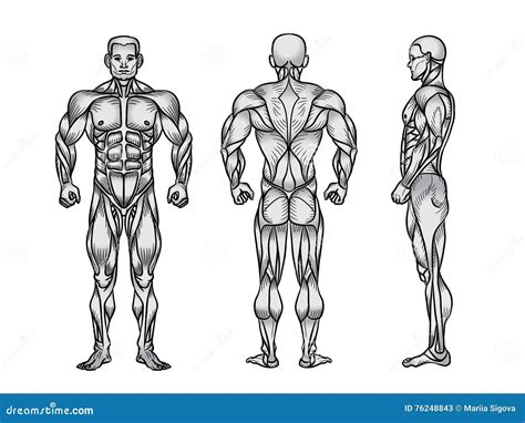 Male Muscle Anatomy Diagram