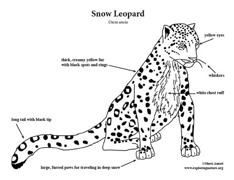 Coloring pages of a leopard coloring pages of rainforest leopard endangered species coloring pages snow leopard food for leopard coloring pages printabledogcoloringpages.gif cute dogs coloring. Lepords - Free Coloring Pages