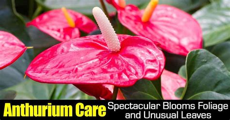 Anthurium Care Spectacular Blooms Foliage And Unusual Leaves