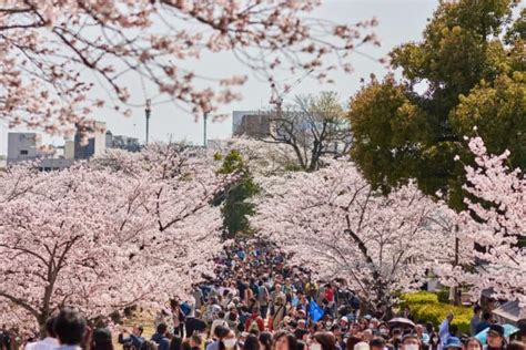 Japans Cherry Blossom Forecast 2023 Earlier Than Normal