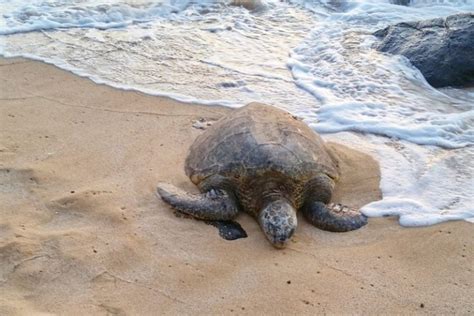 Best North Shore Oahu Beaches That Are Perfect For Turtles