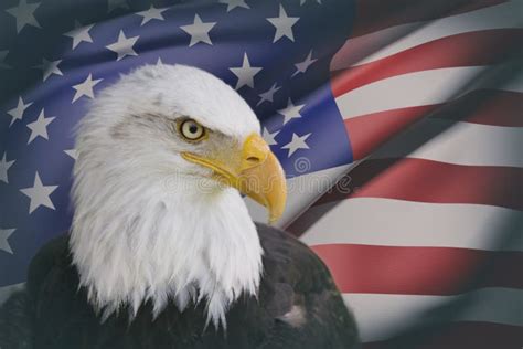 1506 Usa Flag Eagle Stock Photos Free And Royalty Free Stock Photos