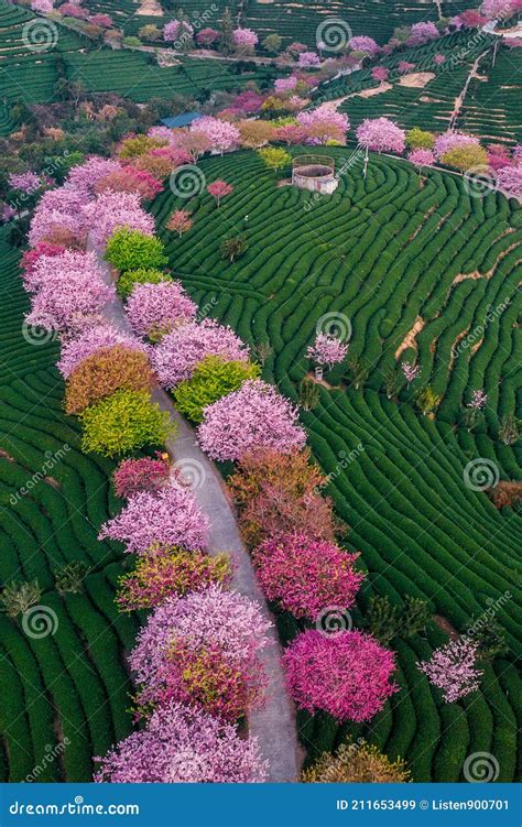 Aerial View Of Traditional Chinese Tea Garden With Blooming Cherry