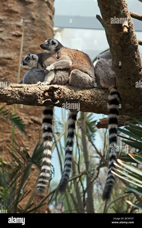 Lemurs At The Madagascar Exhibit Bronx Zoo The Bronx New York City