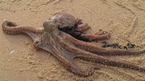 タコ Octopus Walks on Land after the storm タコ YouTube