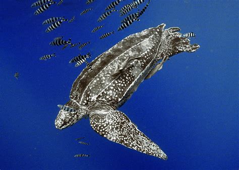 Protection For Endangered Leatherback Sea Turtle At Risk Turtle
