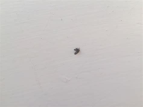 Small Black Flying Bugs In House Not Fruit Flies Offers Cheap Save 63